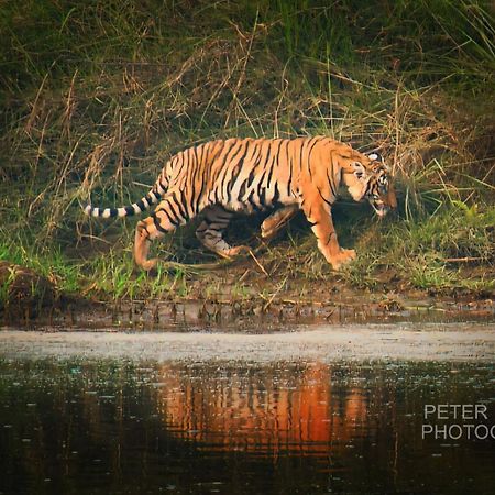 Tiger Corner Inn Homestay Sauraha Exterior foto